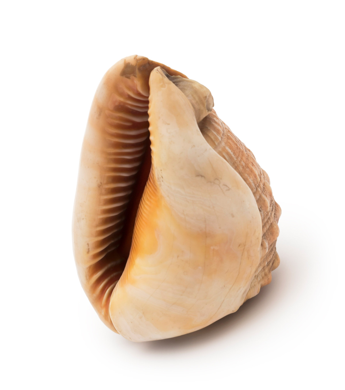 Bull Mouth Helmet Cypraecassis rufa